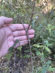 Celtis tenuifolia