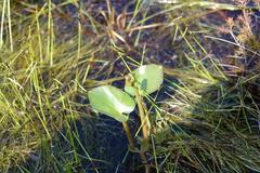 Ornduffia reniformis