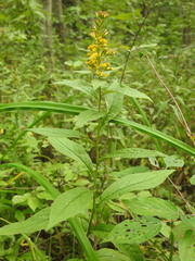 Solidago rugosa