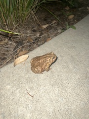 Anaxyrus woodhousii