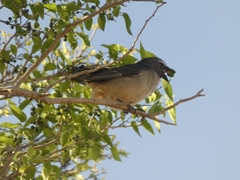Saltator coerulescens