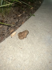 Anaxyrus woodhousii