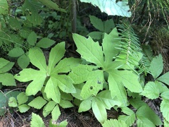 Petasites frigidus
