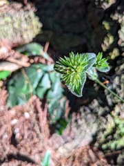 Elephantopus tomentosus