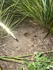 Anaxyrus woodhousii
