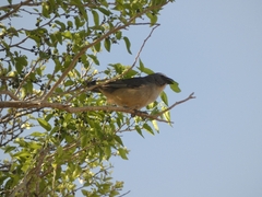 Saltator coerulescens