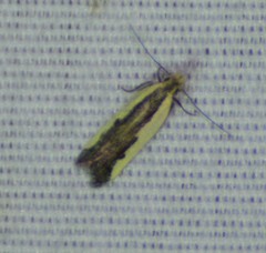 Dichomeris serrativittella