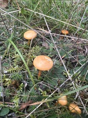 Hygrocybe ceracea