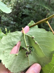 Harmandiola