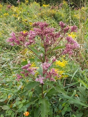 Eutrochium maculatum