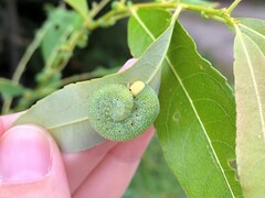 Trichiosoma triangulum