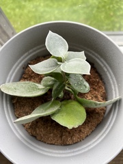 Kalanchoe hildebrandtii
