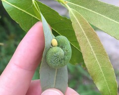 Trichiosoma triangulum