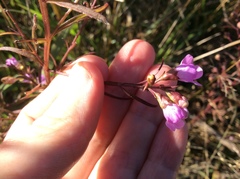 Agalinis tenuifolia