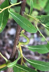 Biston betularia