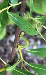 Biston betularia