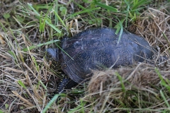 Emys orbicularis