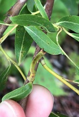 Biston betularia