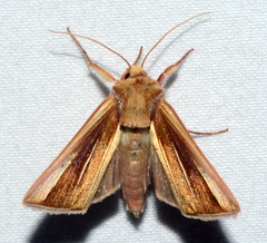 Plusia venusta