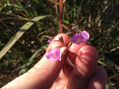 Agalinis tenuifolia