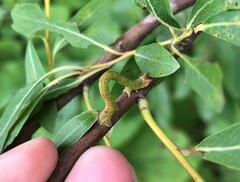 Biston betularia