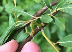 Biston betularia