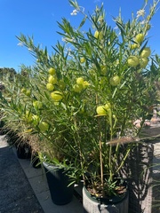 Gomphocarpus