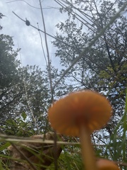 Hygrocybe ceracea