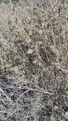 Brickellia californica