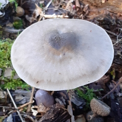 Pluteus salicinus
