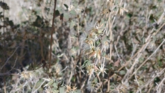 Brickellia californica