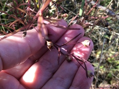 Agalinis tenuifolia