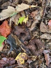 Scleroderma polyrhizum