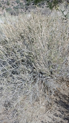 Brickellia californica