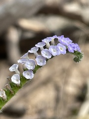Heliotropium indicum