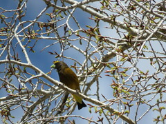 Coccothraustes vespertinus