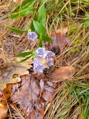 Gentiana decora