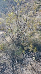 Ptelea trifoliata