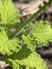 Heliotropium indicum