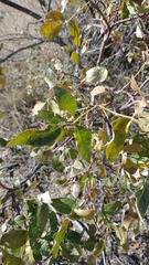 Ptelea trifoliata