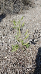 Polanisia dodecandra