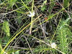 Stellaria graminea