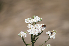 Polydontomyia curvipes