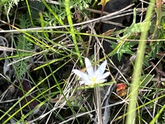 Stellaria graminea
