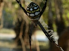 Argiope picta