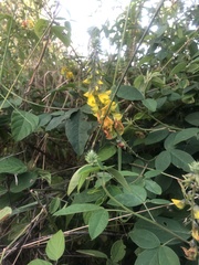 Crotalaria pumila