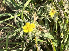 Potentilla argentea