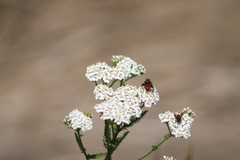 Polydontomyia curvipes