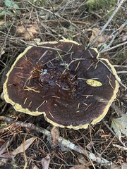 Phaeolus