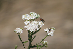 Polydontomyia curvipes